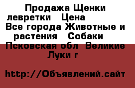 Продажа Щенки левретки › Цена ­ 40 000 - Все города Животные и растения » Собаки   . Псковская обл.,Великие Луки г.